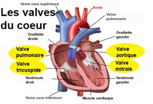 Schéma des valves cardiaques